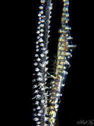 Saw Blade Shrimp with Eggs. 
Taken with Canon G9 Inon do... by Paul Ng 